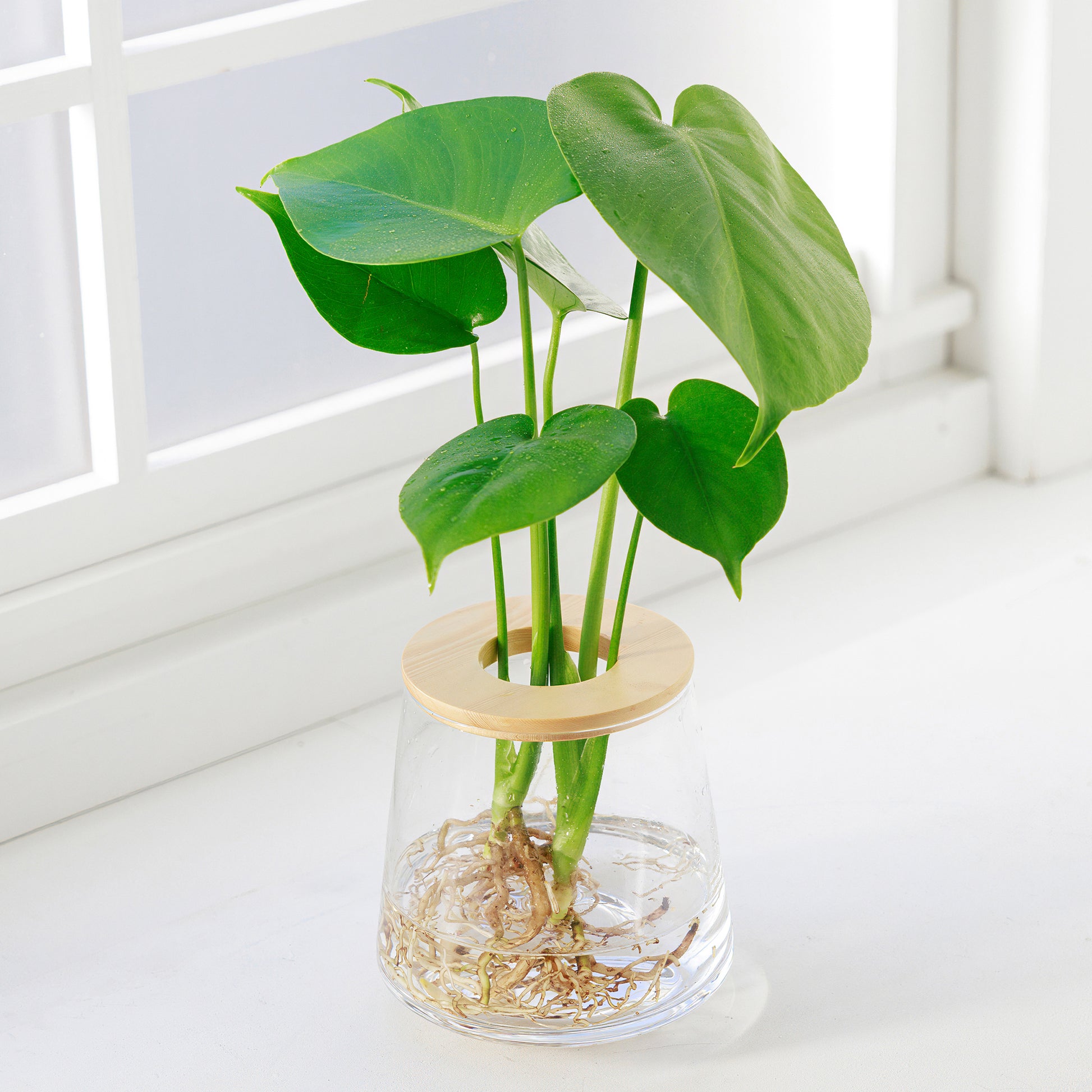 モンステラの水耕栽培