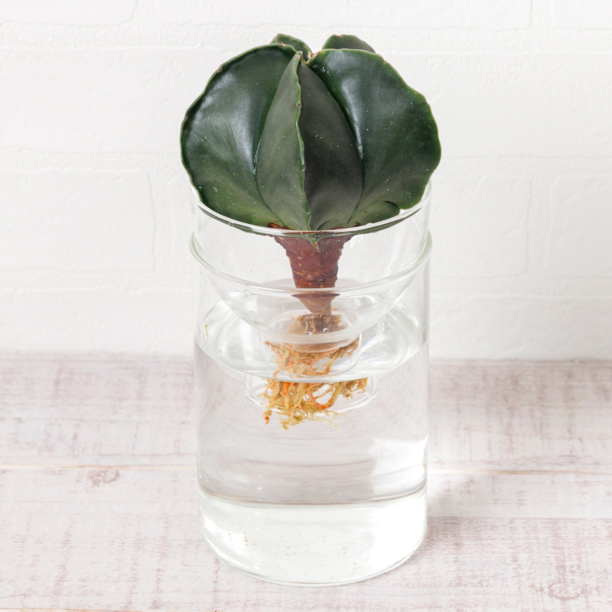 アストロフィツムヘキラン