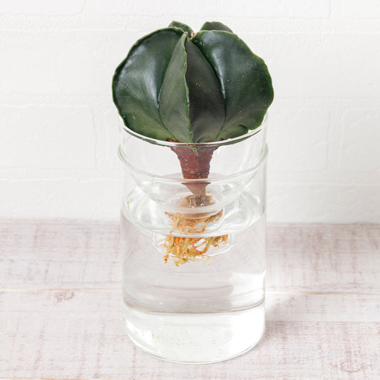 アストロフィツムヘキラン