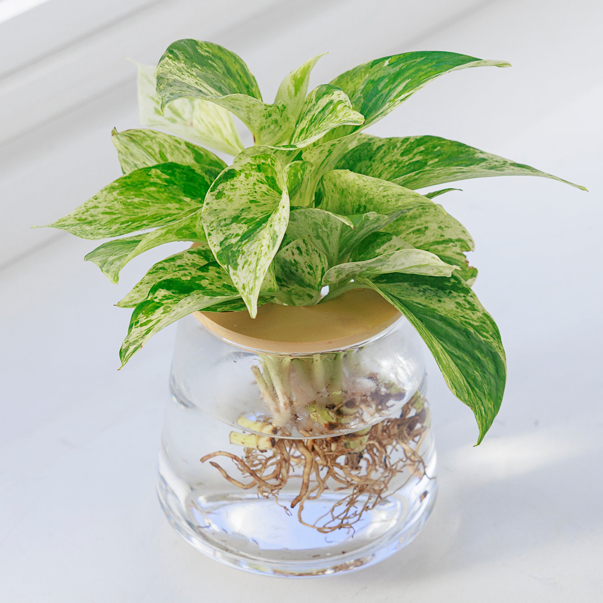 ポトス（マーブル）水耕栽培の観葉植物 – WOOTANG 水耕栽培の観葉植物