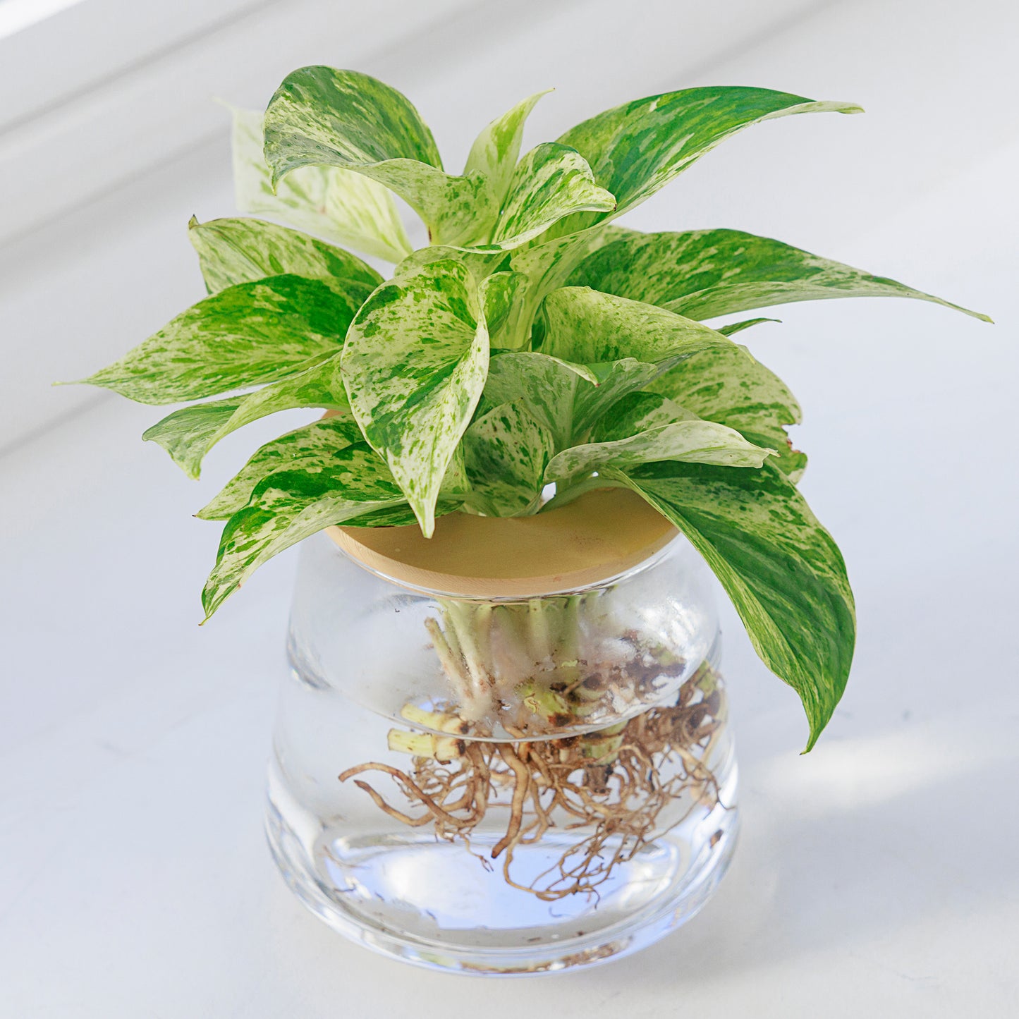 ポトス 水耕栽培