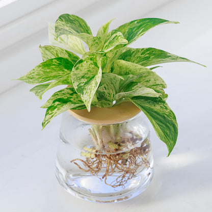 ポトス 水耕栽培