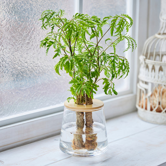 ポリシャス フィリキフォリア