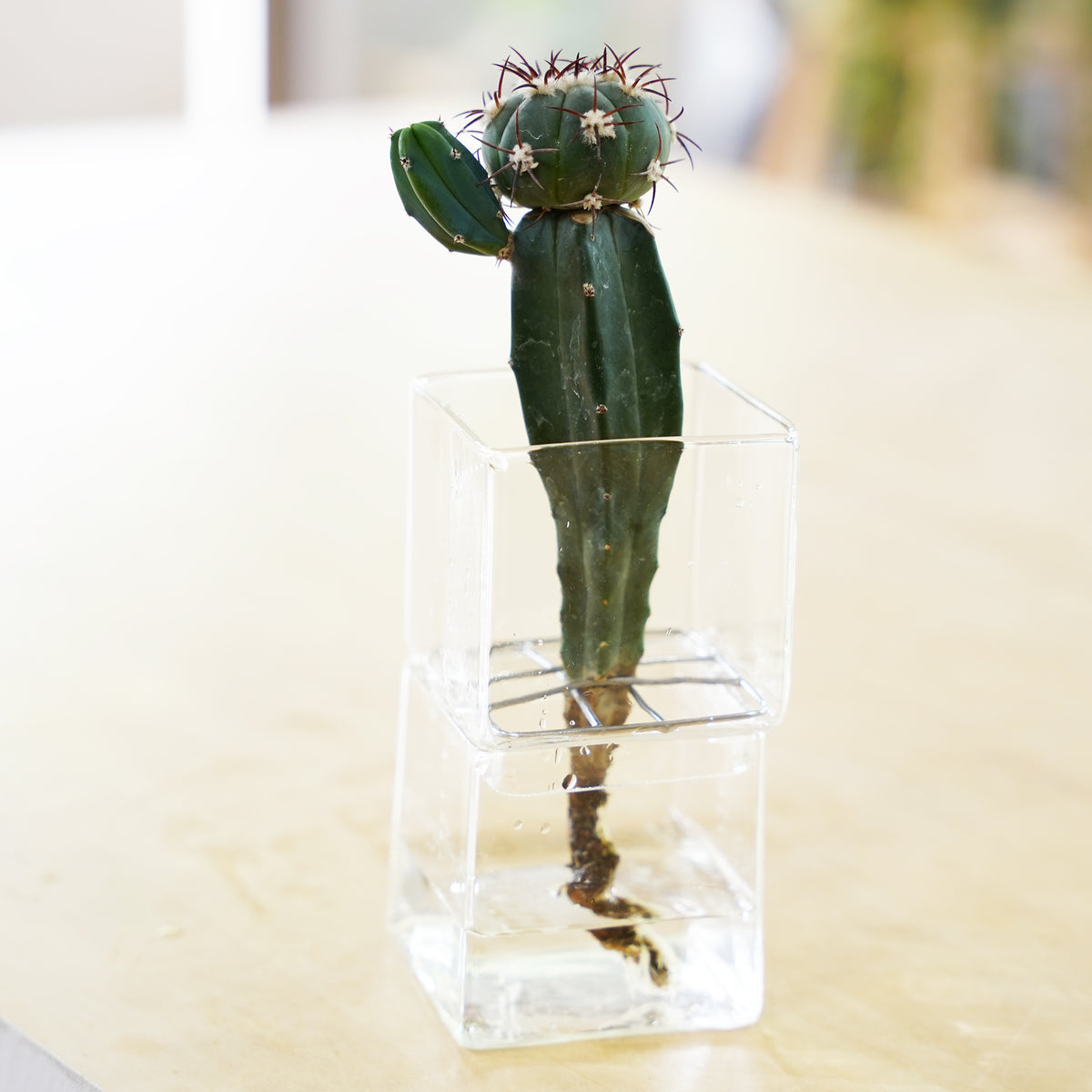エキノカクタス 尖紅丸｜サボテンの水耕栽培 – WOOTANG 水耕栽培の観葉植物