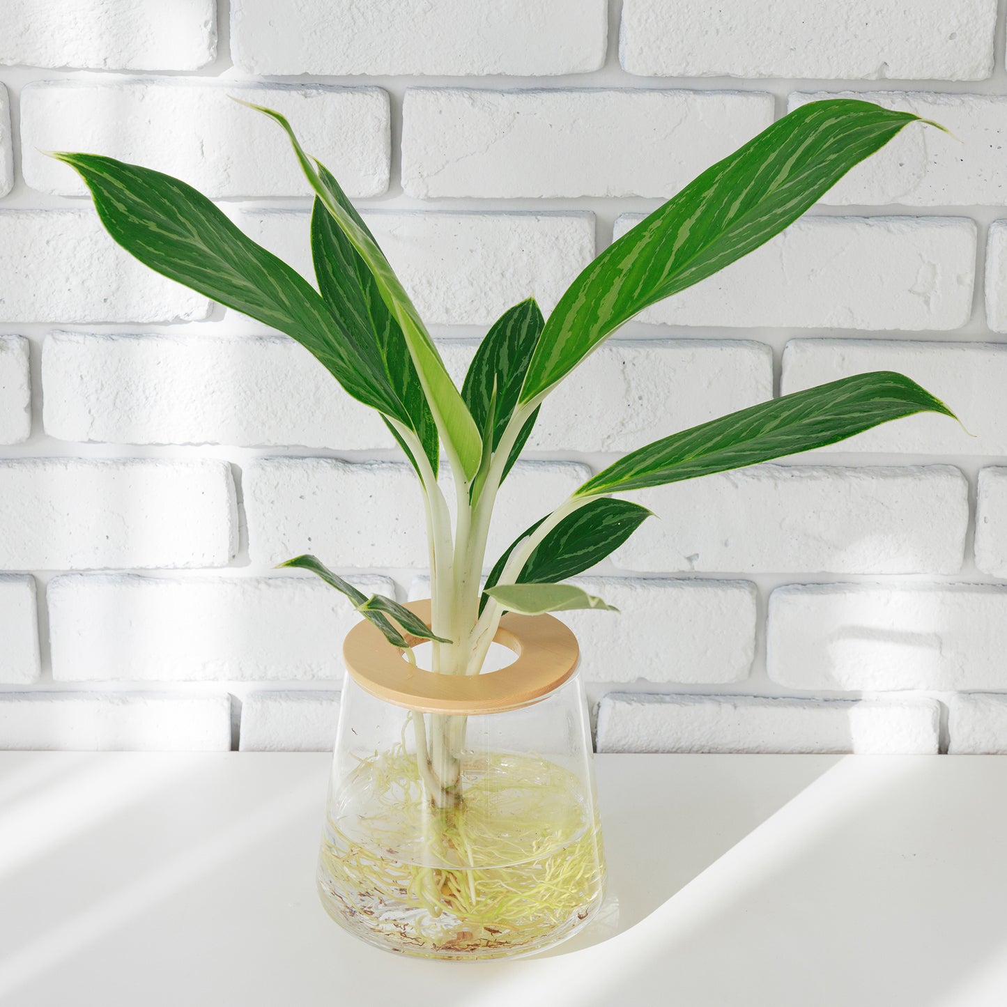 アグラオネマホワイトステム