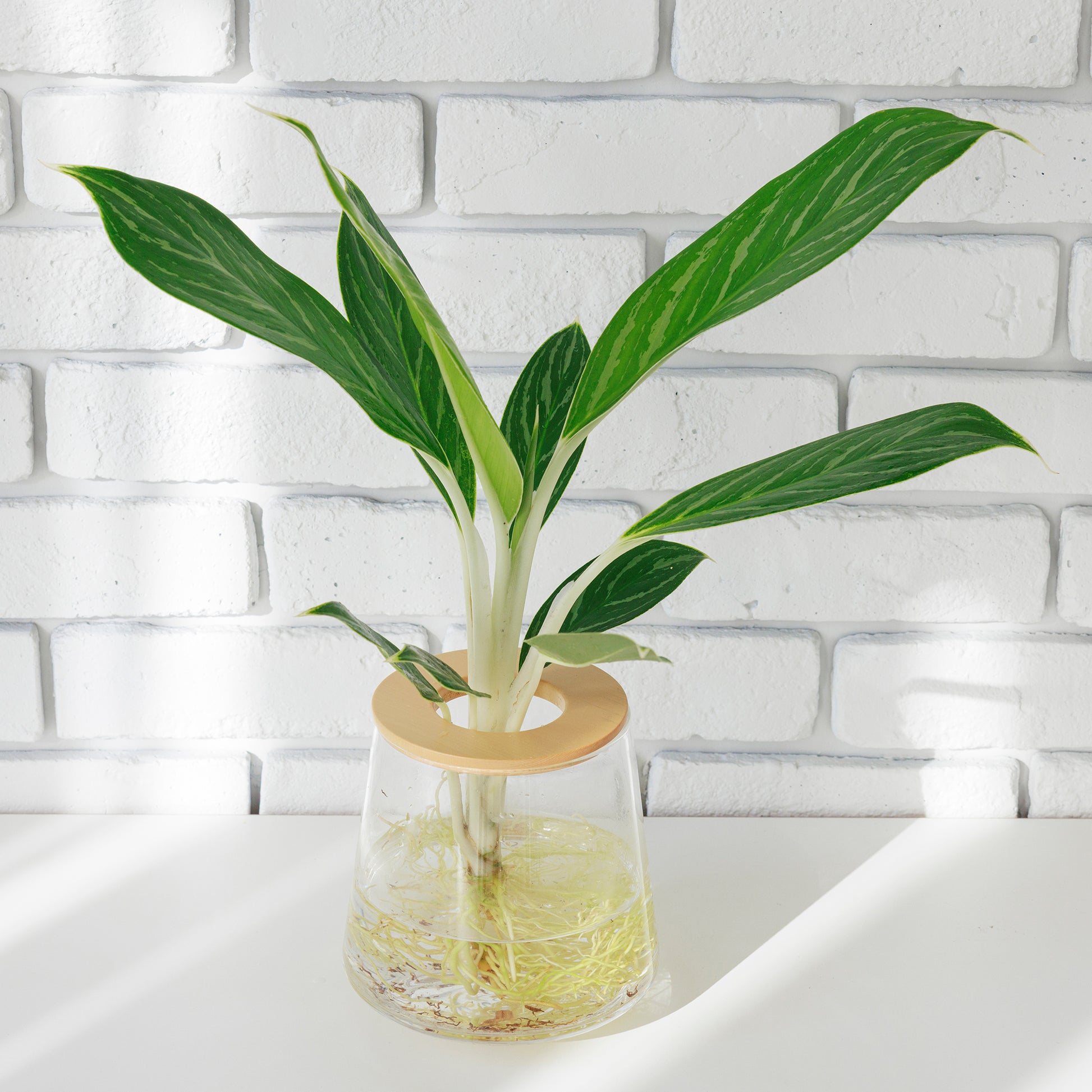 アグラオネマホワイトステム