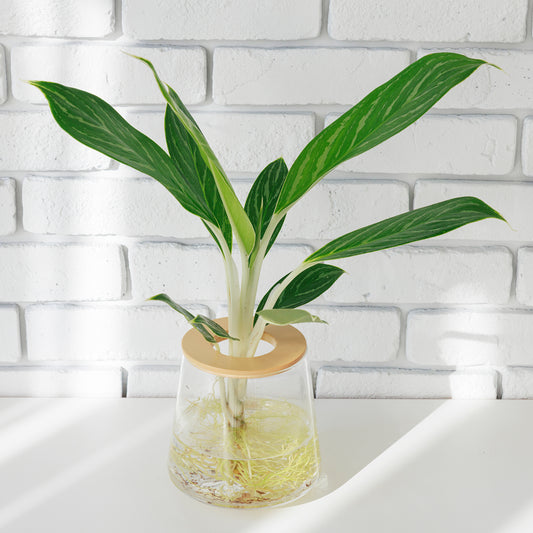 アグラオネマホワイトステム