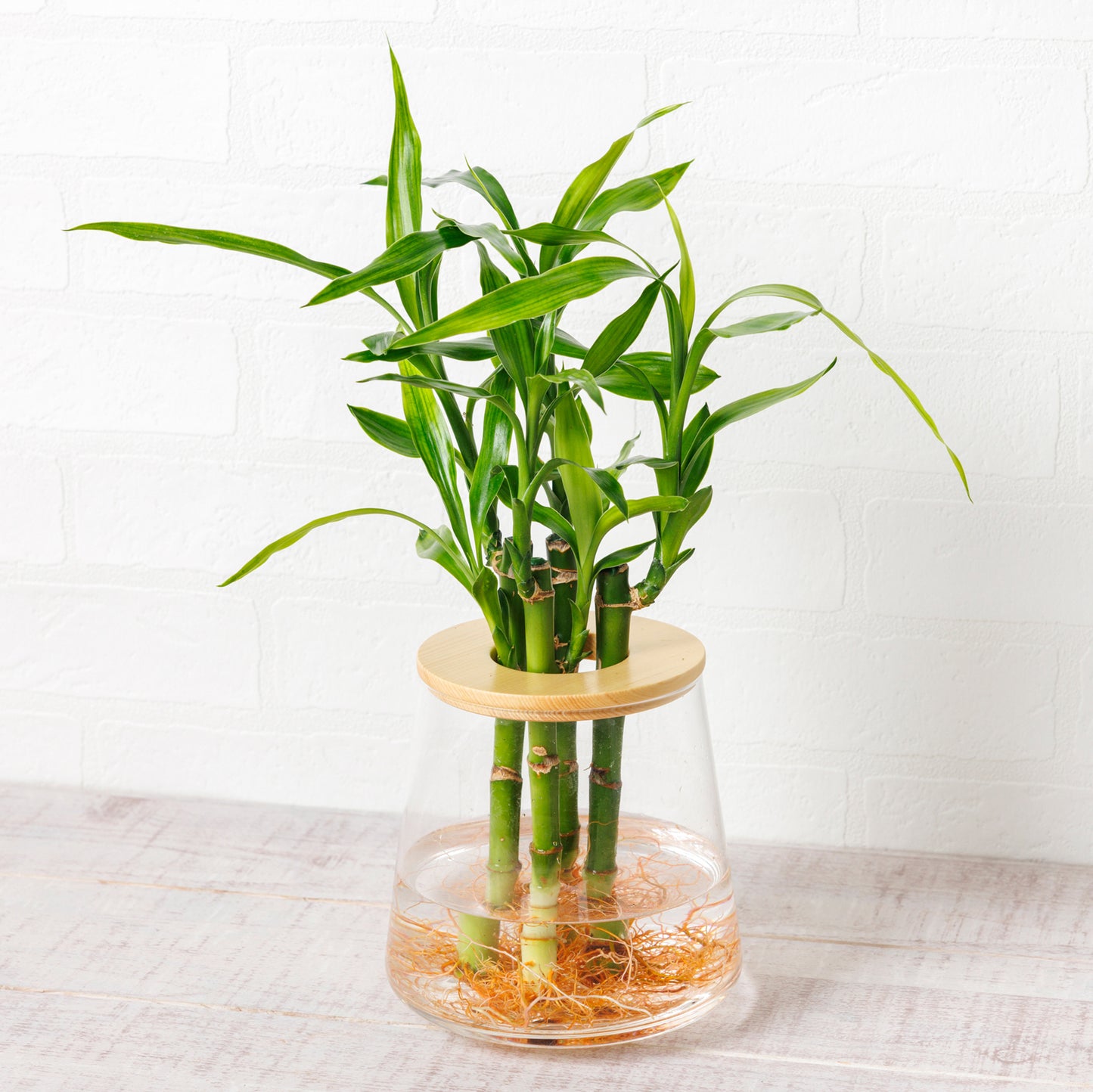 ミリオンバンブー