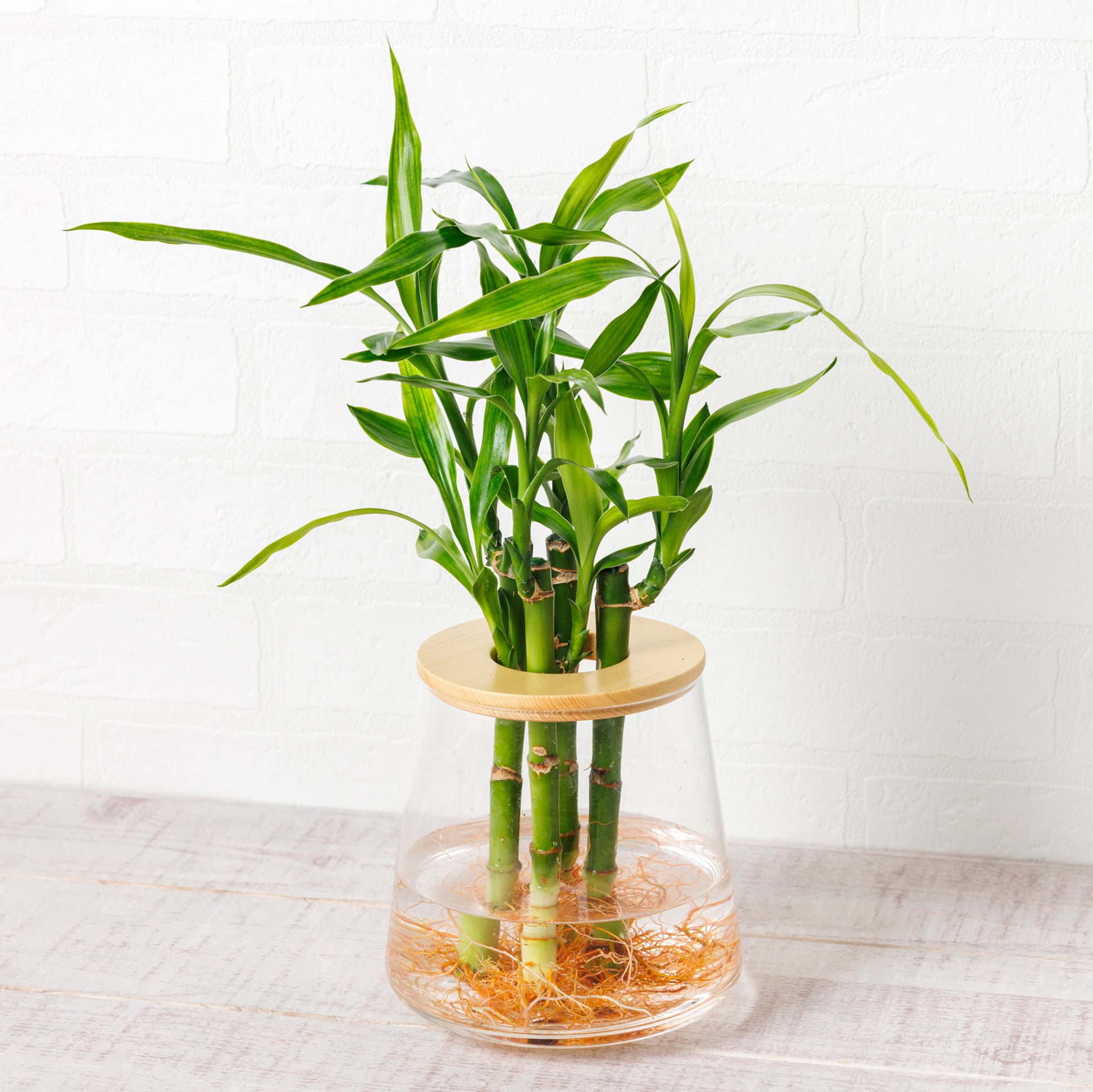 ミリオンバンブー