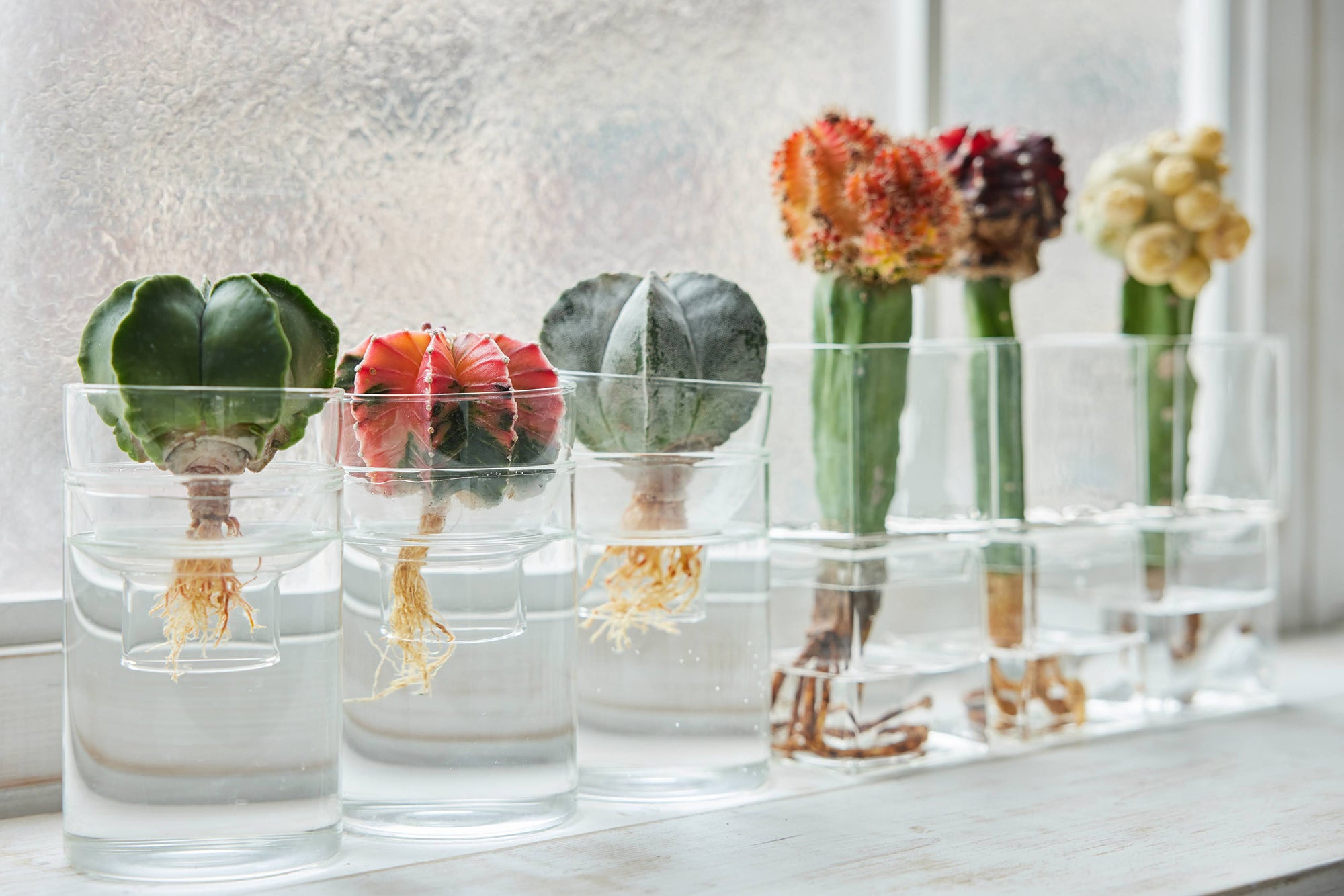 サボテンの水耕栽培