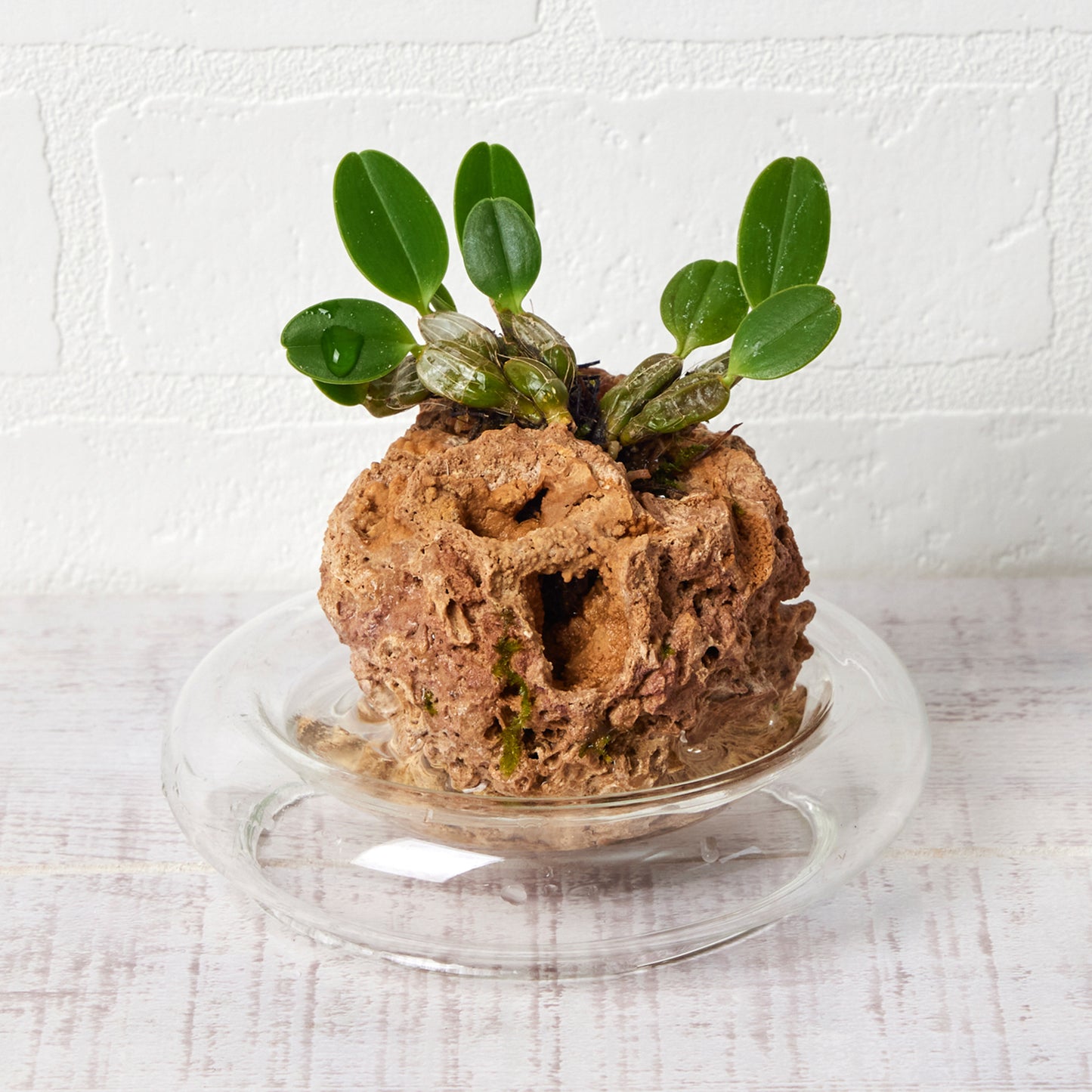 デンドロビューム ジェンキンシー