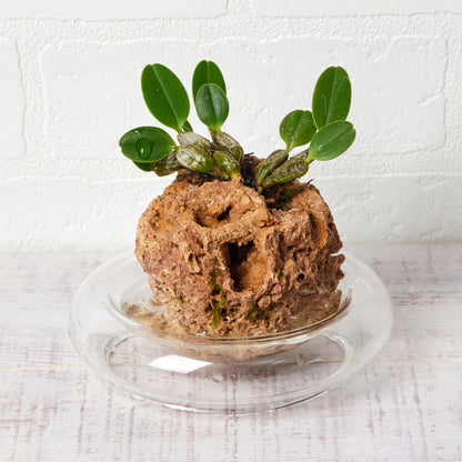 デンドロビューム ジェンキンシー