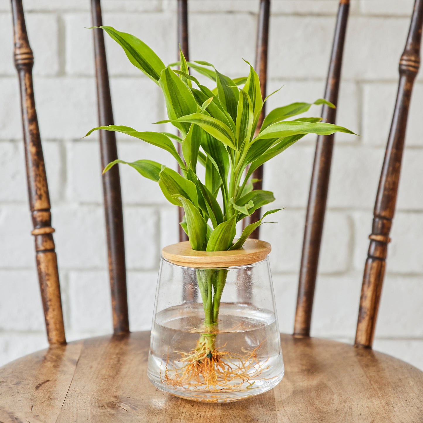 ドラセナサンデリアーナ