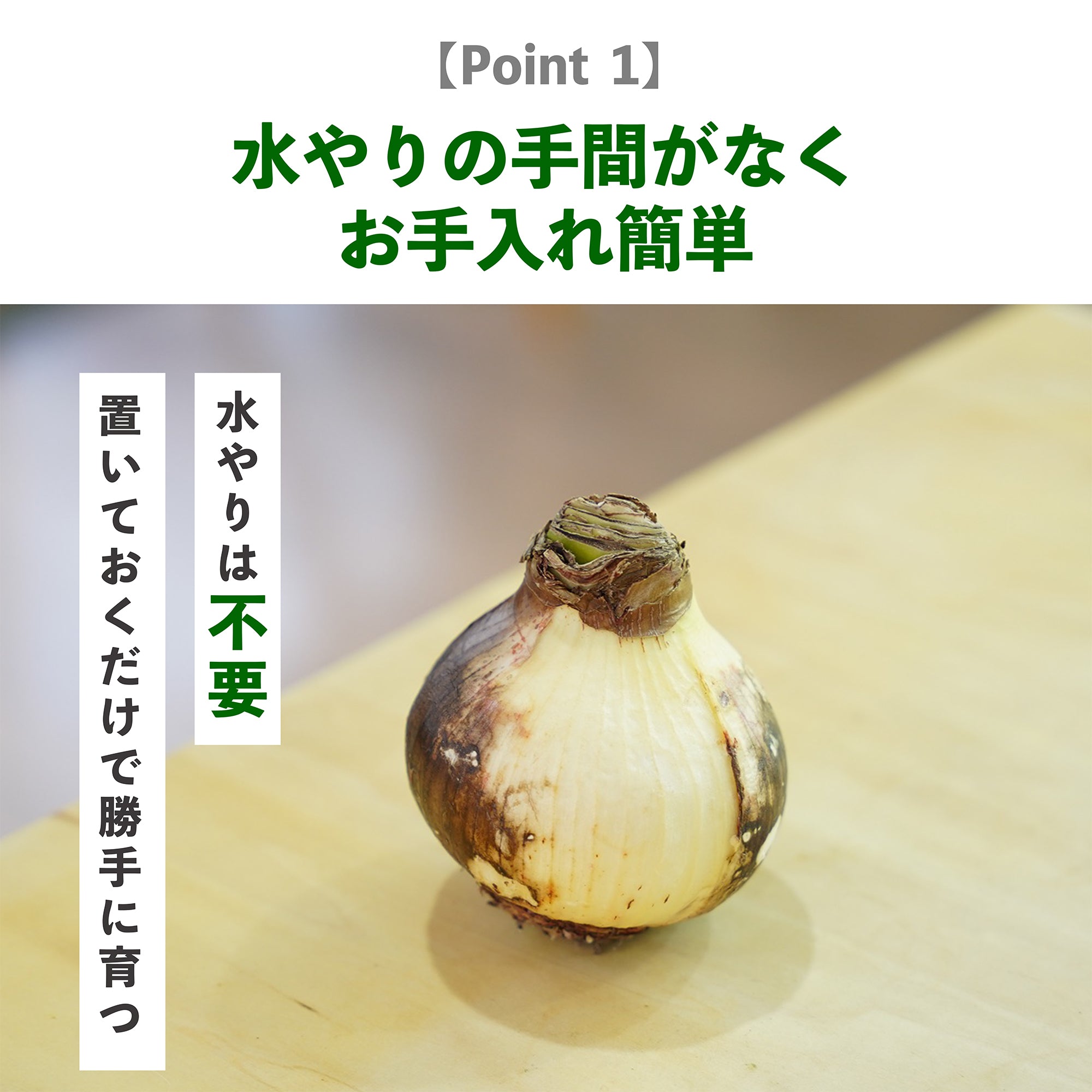 マジックアマリリスの育て方