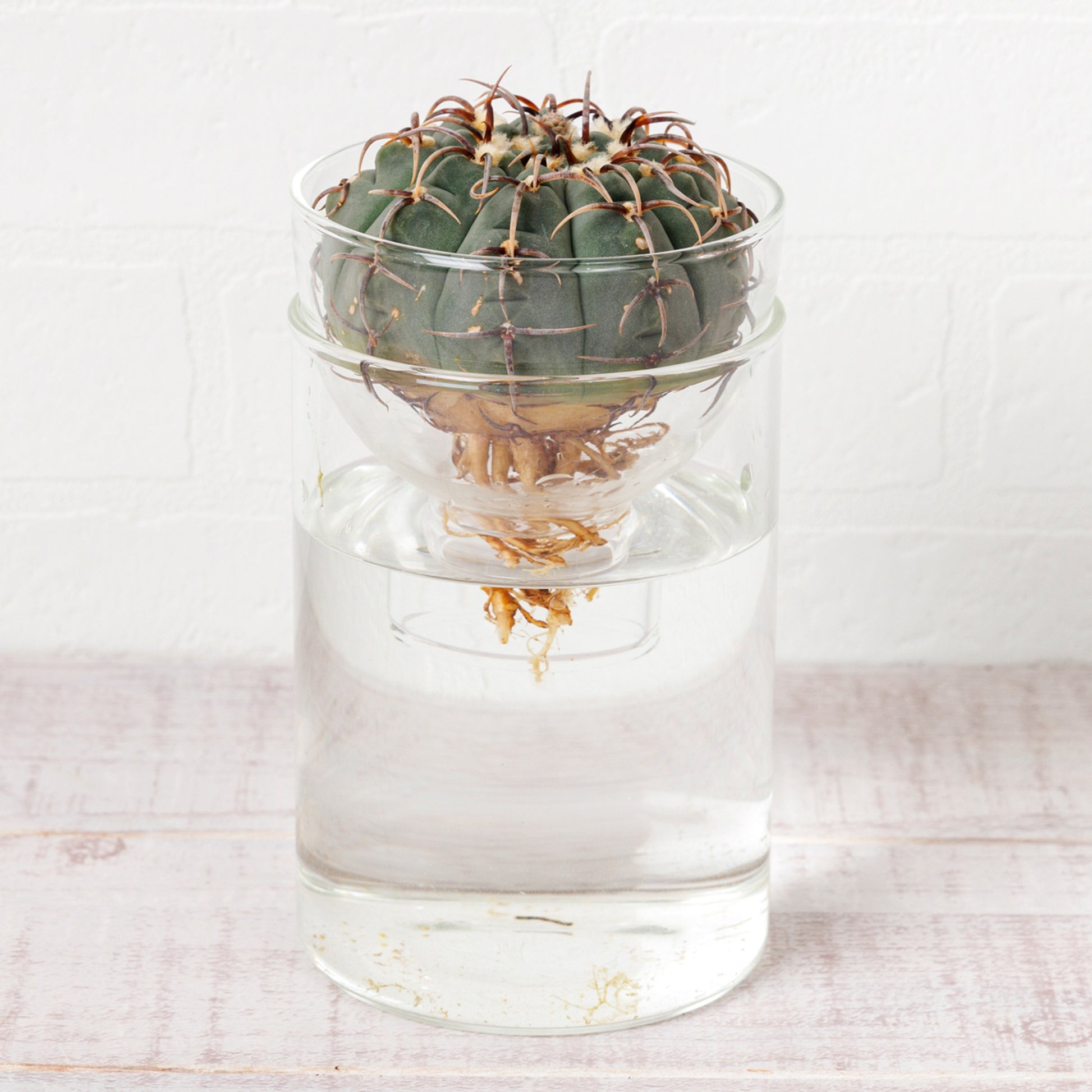 ギムノカリキウムバッテリー