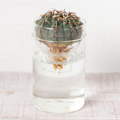 ギムノカリキウムバッテリー