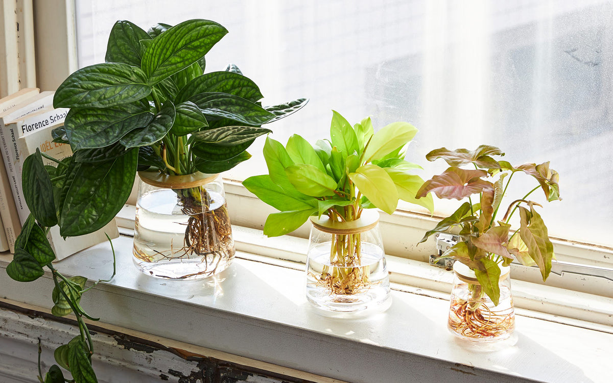 WOOTANGの水耕栽培の観葉植物