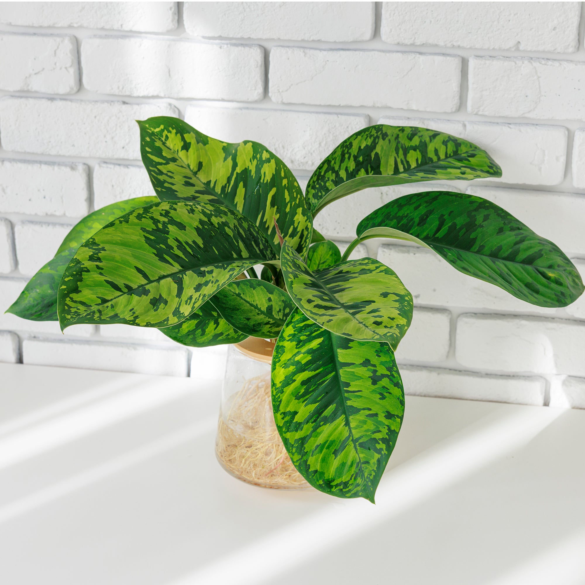 ホマロメナ カモフラージュ｜水耕栽培の観葉植物 – WOOTANG 水耕栽培の