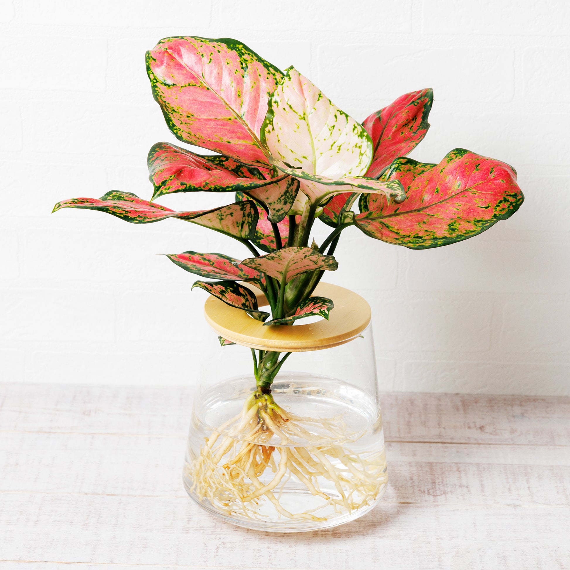 アグラオネマビューティー