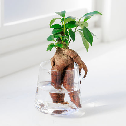 ガジュマルの水耕栽培