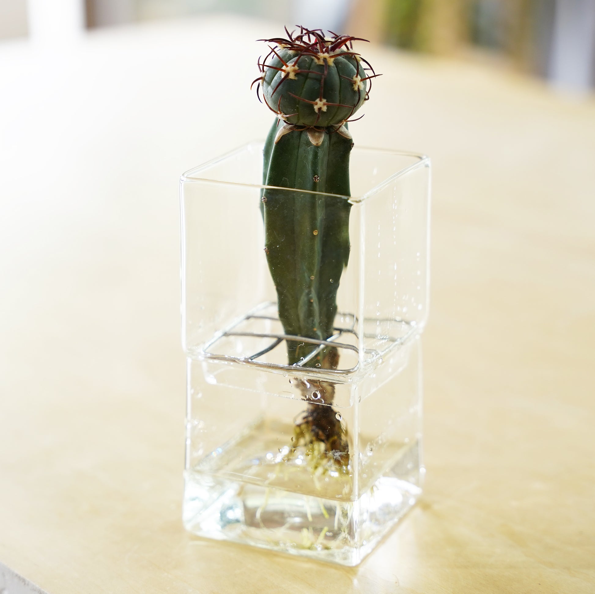 エキノカクタス 尖紅丸