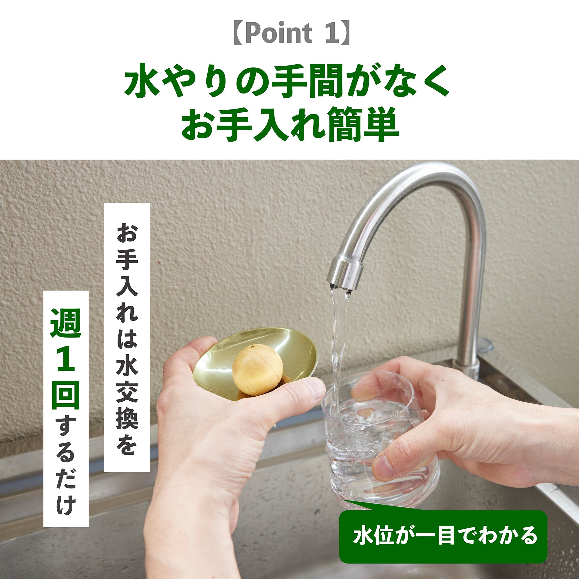 アボカドの種の水耕栽培