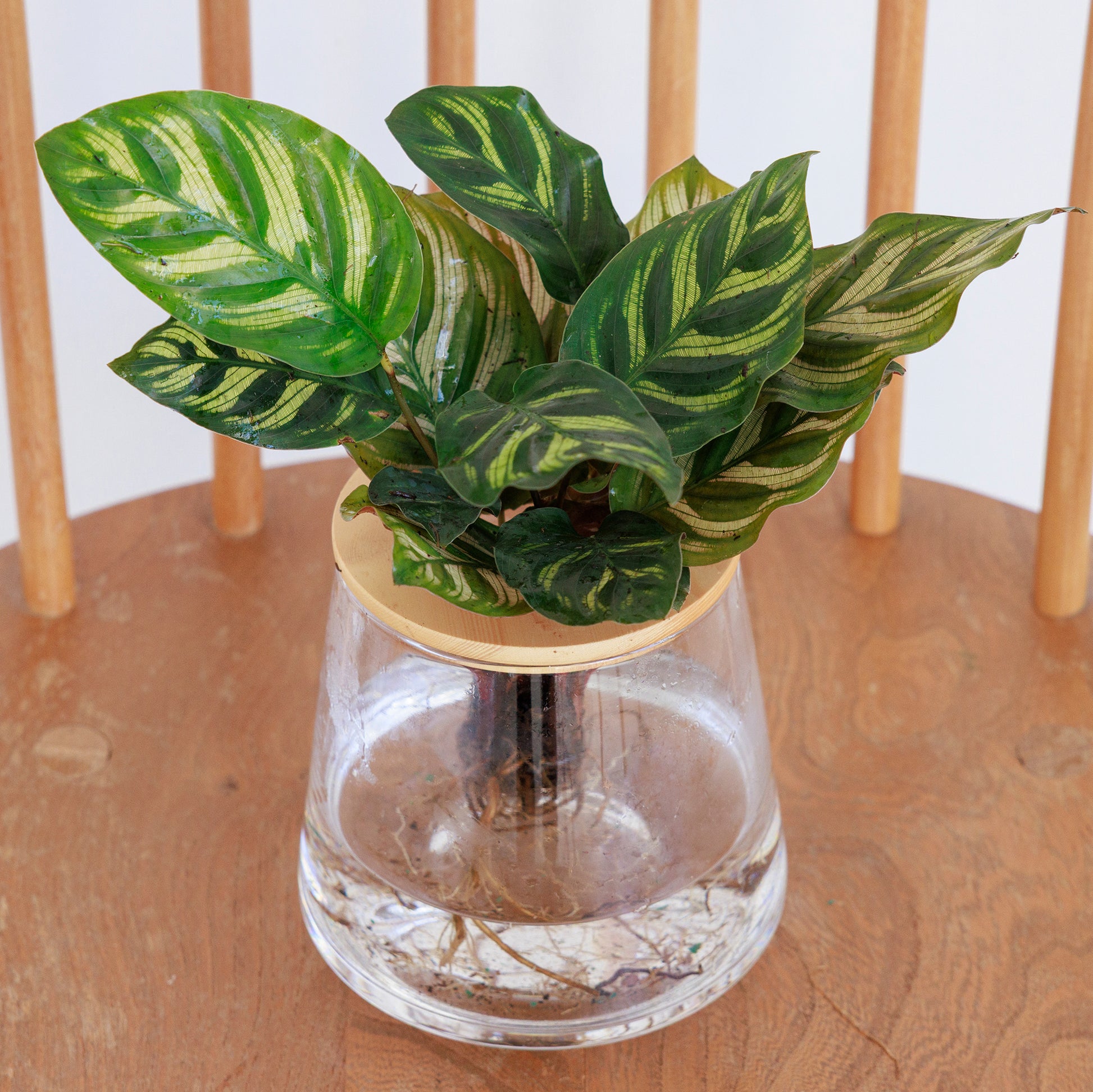 カラテア 水耕栽培