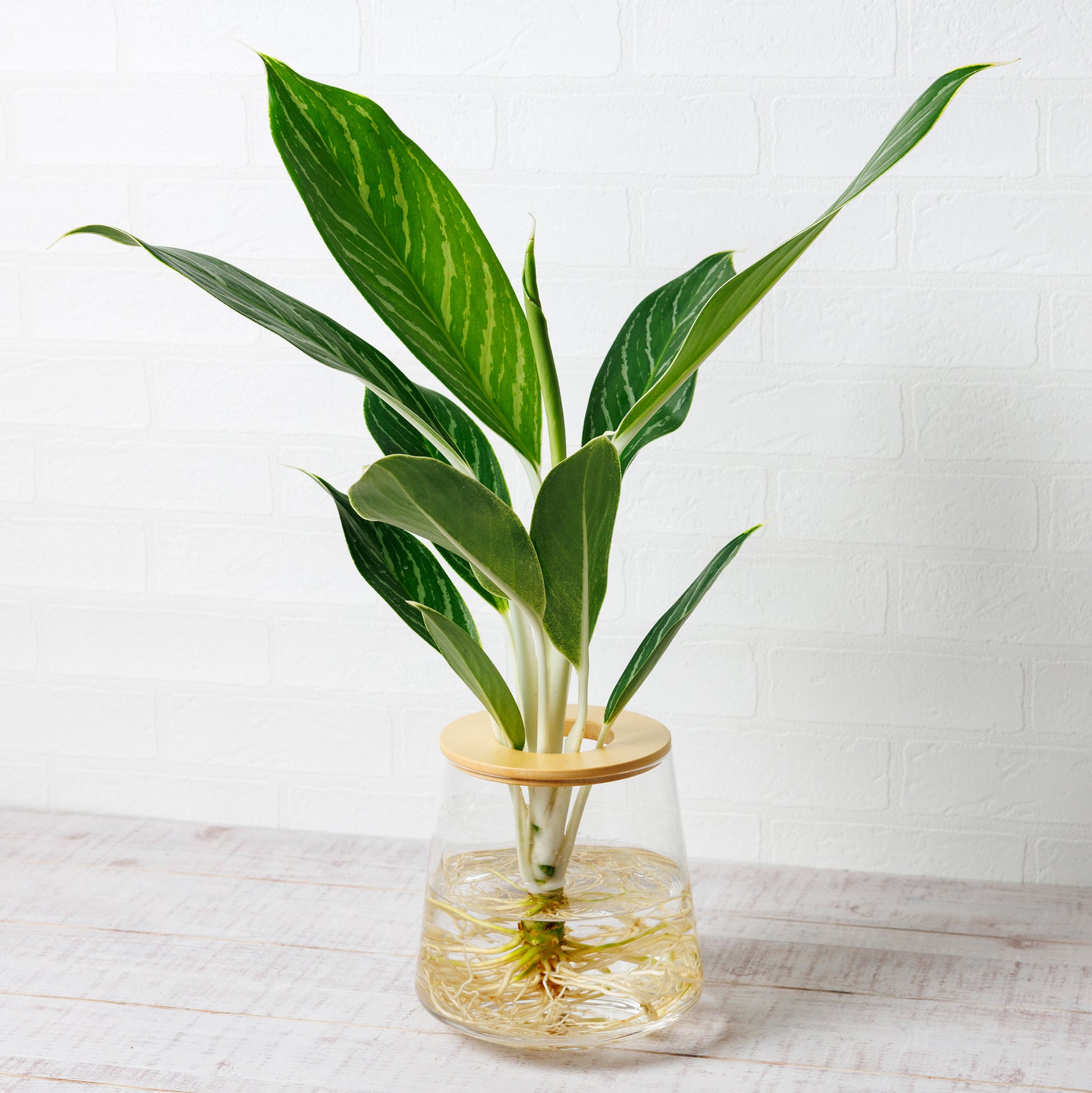 アグラオネマホワイトステム