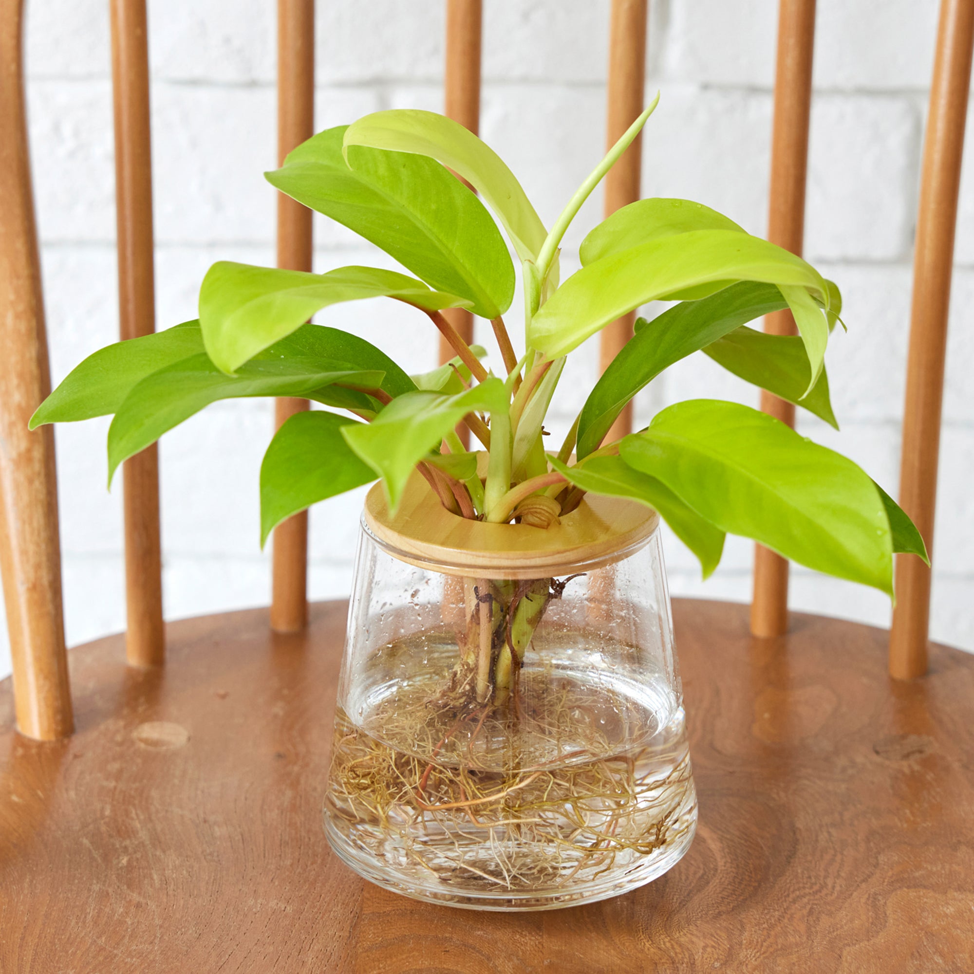 フィロデンドロン レモンライム｜水耕栽培の観葉植物 – WOOTANG 水耕