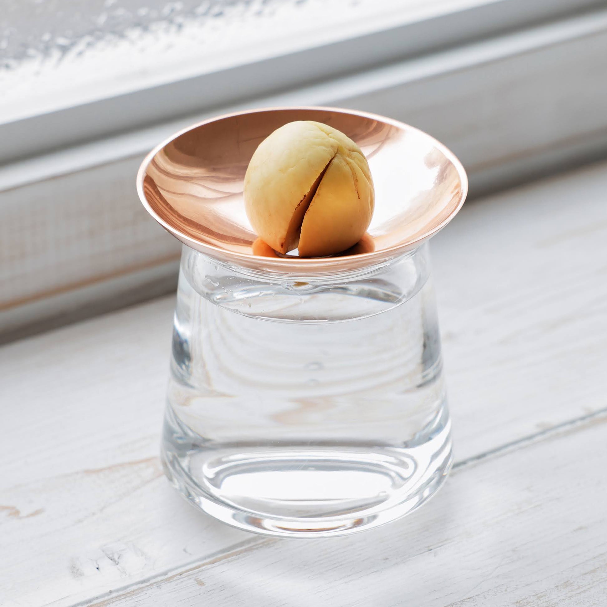 アボカドの種の水耕栽培