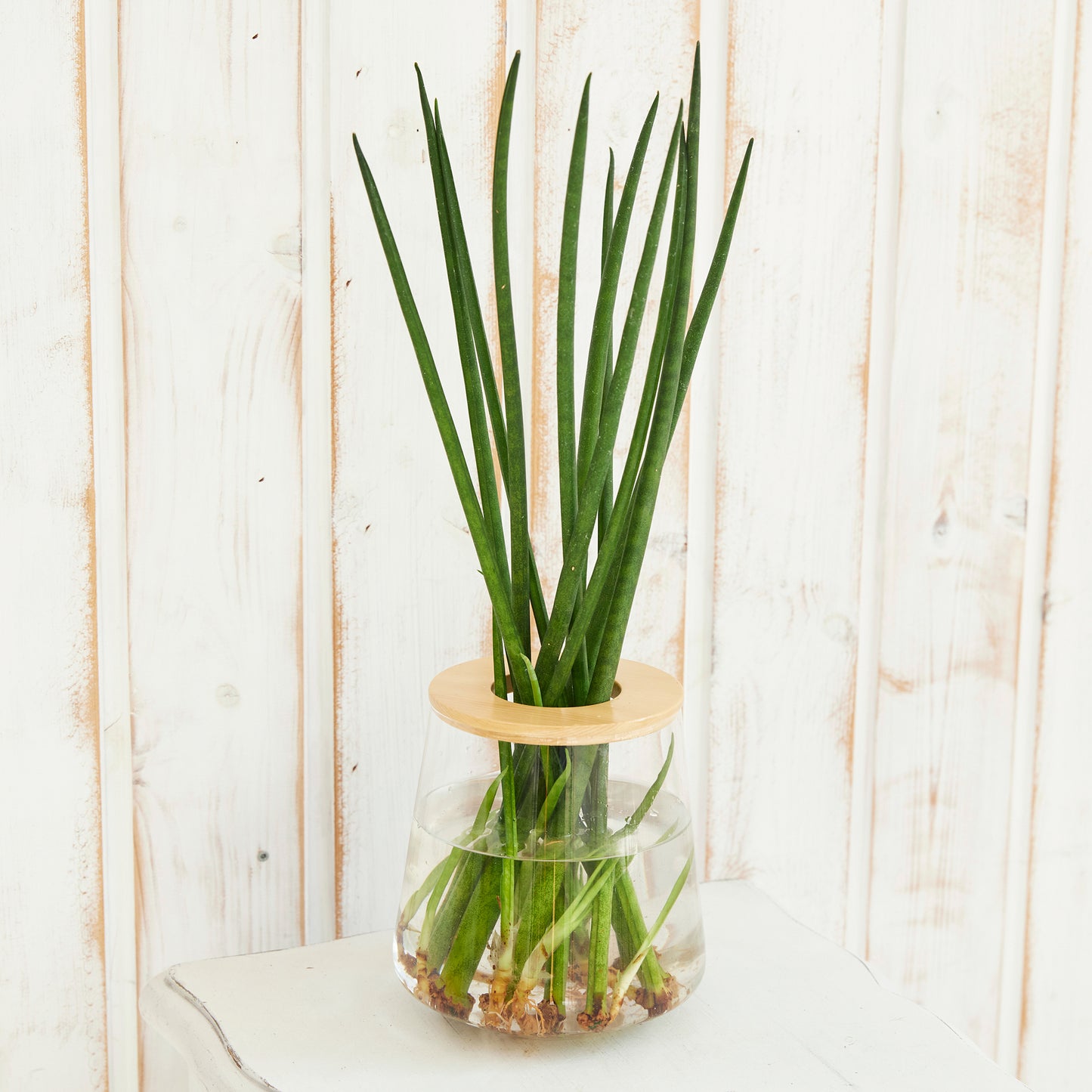 サンスベリアバキュラリス