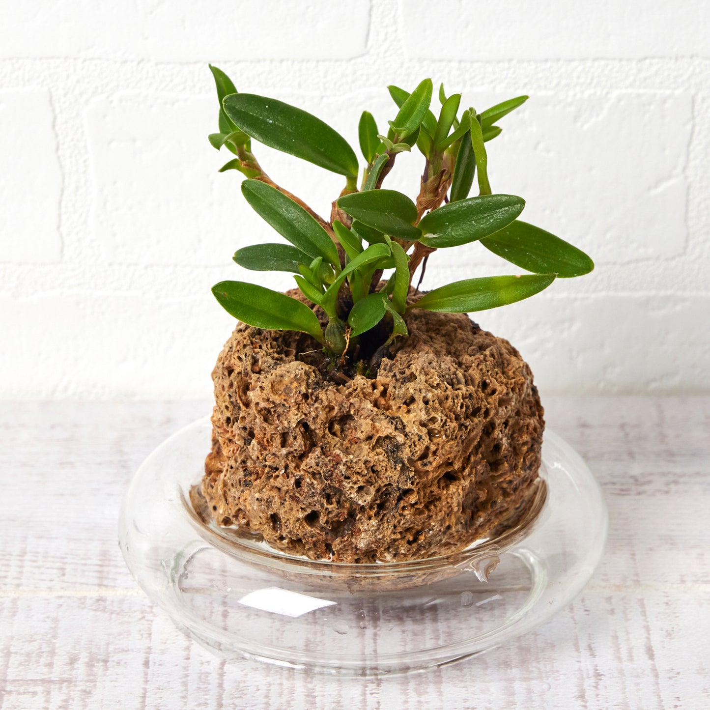 マキシラリア ソフロニティス