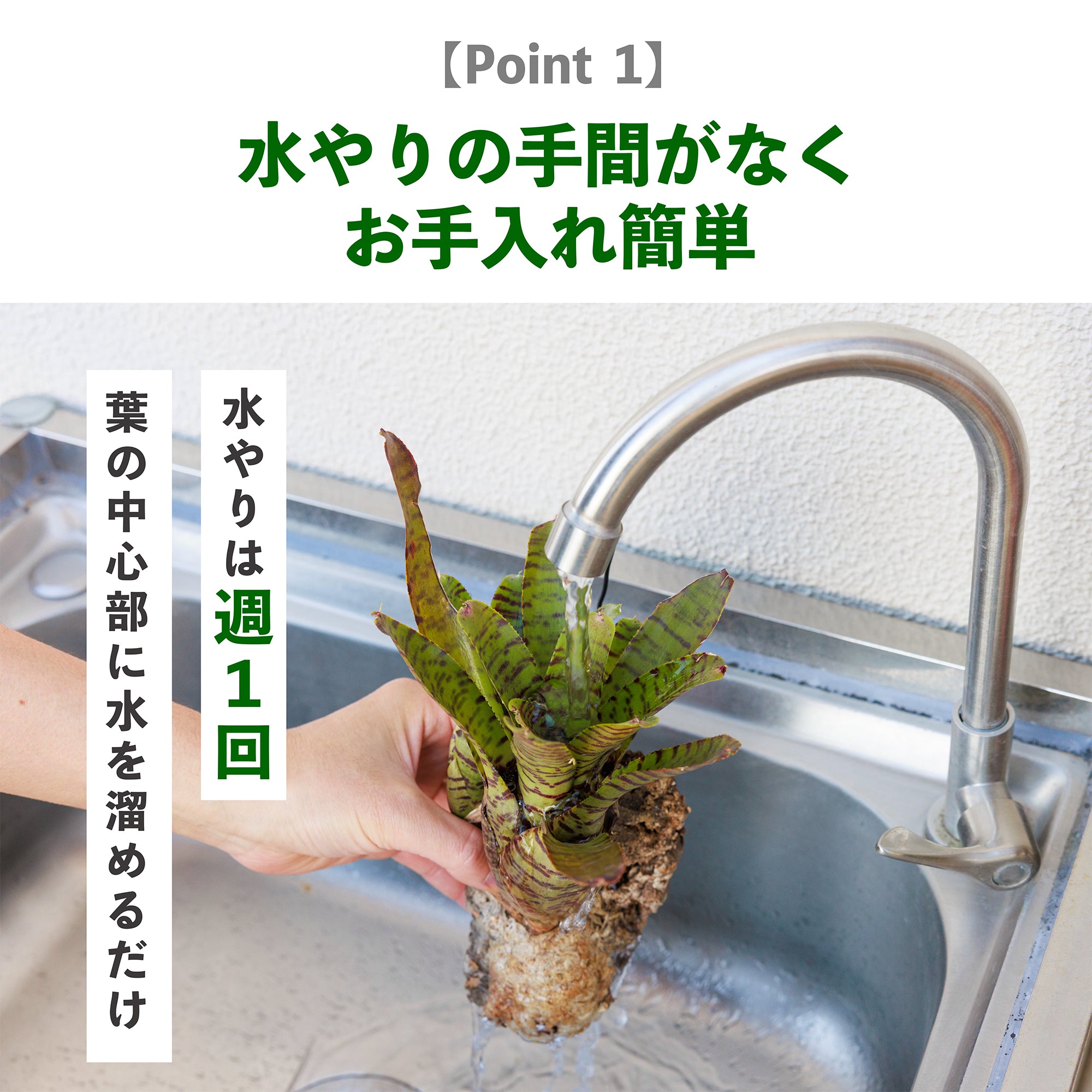 ブロメリアの水やり