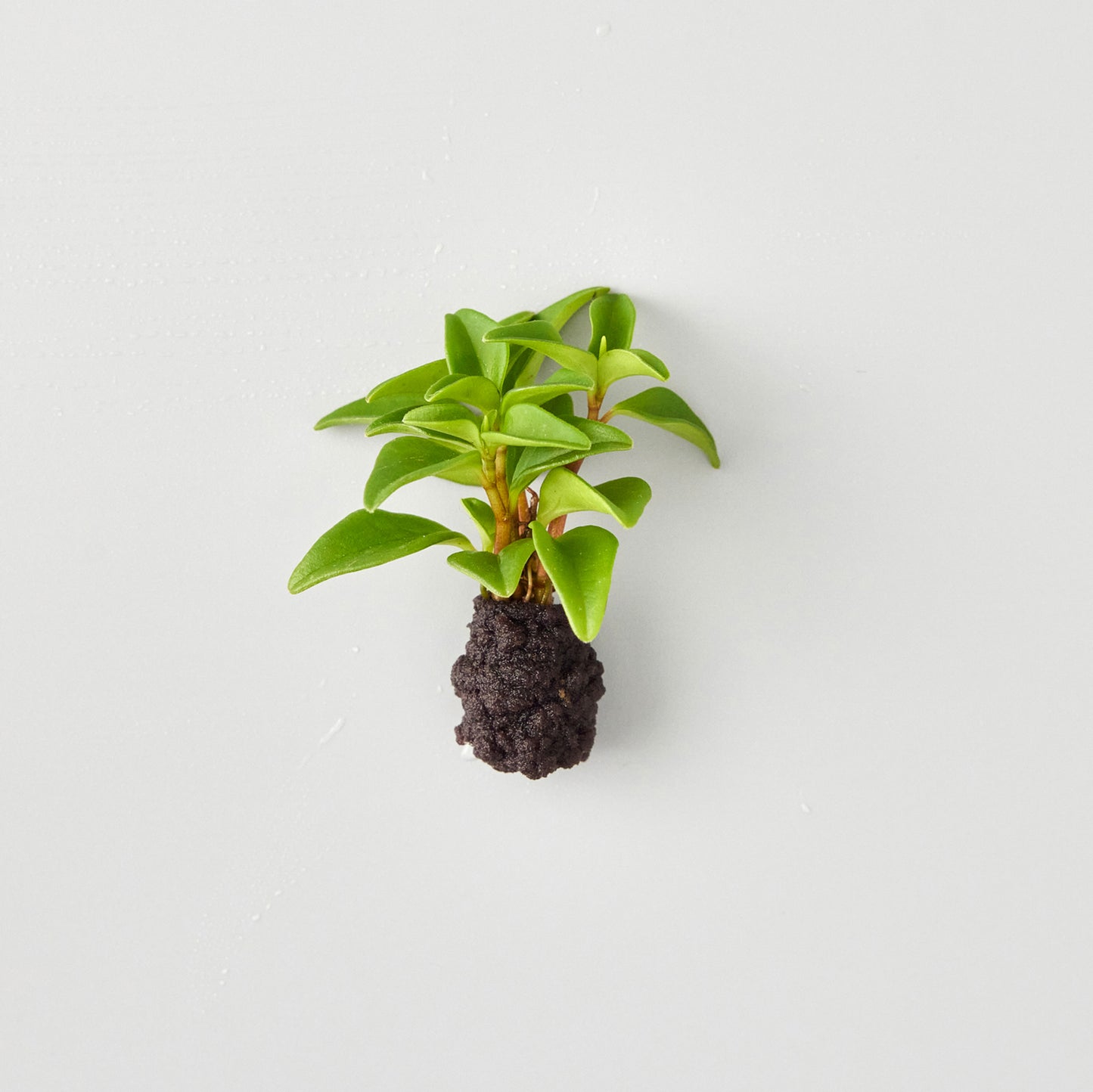 植え替え植物（壁掛け植物用）