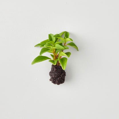 植え替え植物（壁掛け植物用）