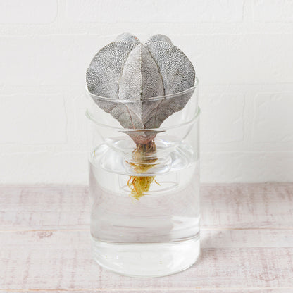 アストロフィツム恩塚ランポー