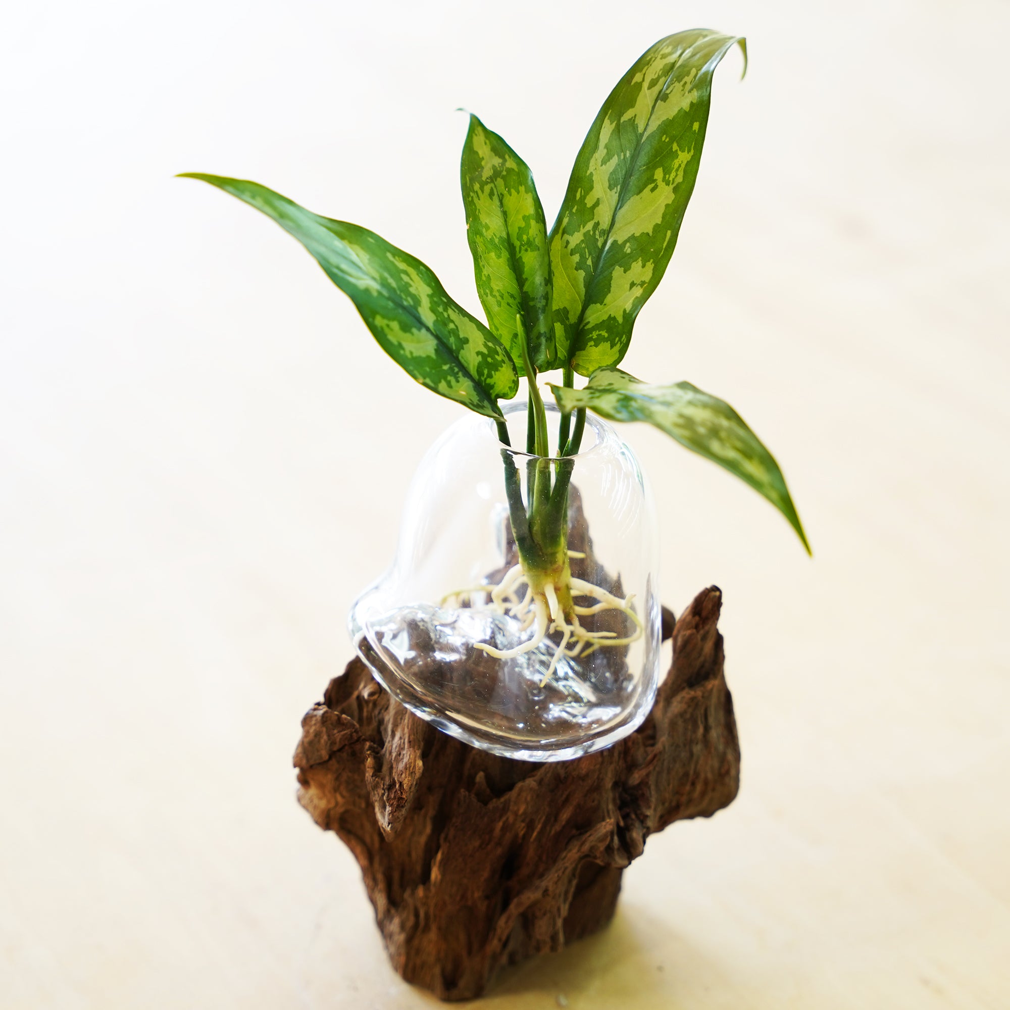 オリジナル植物Vase（流木-1）｜観葉植物の水耕栽培 – WOOTANG 水耕