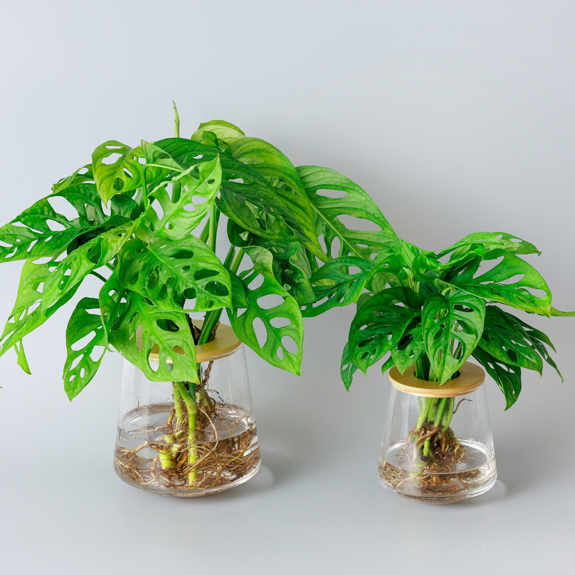 マドカズラ｜水耕栽培の観葉植物 – WOOTANG 水耕栽培の観葉植物