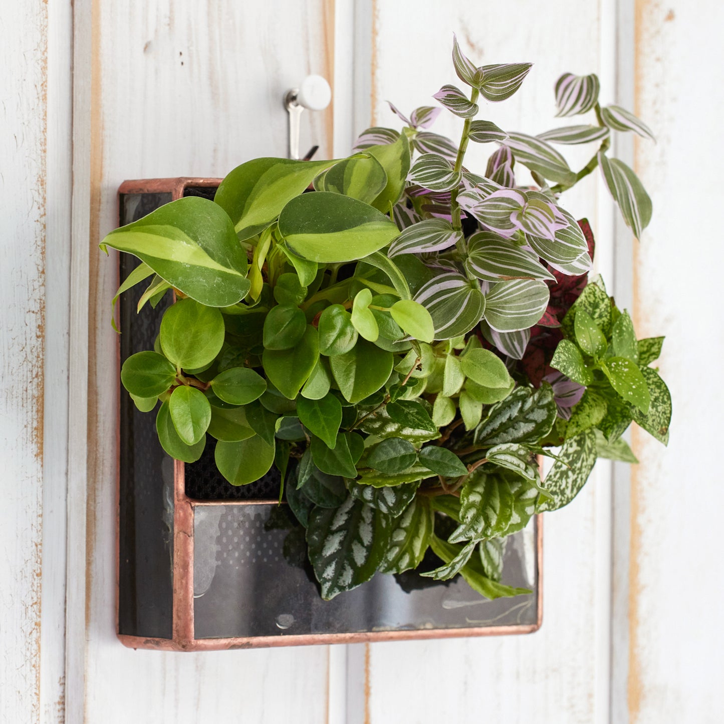 壁掛けの水耕栽培の観葉植物