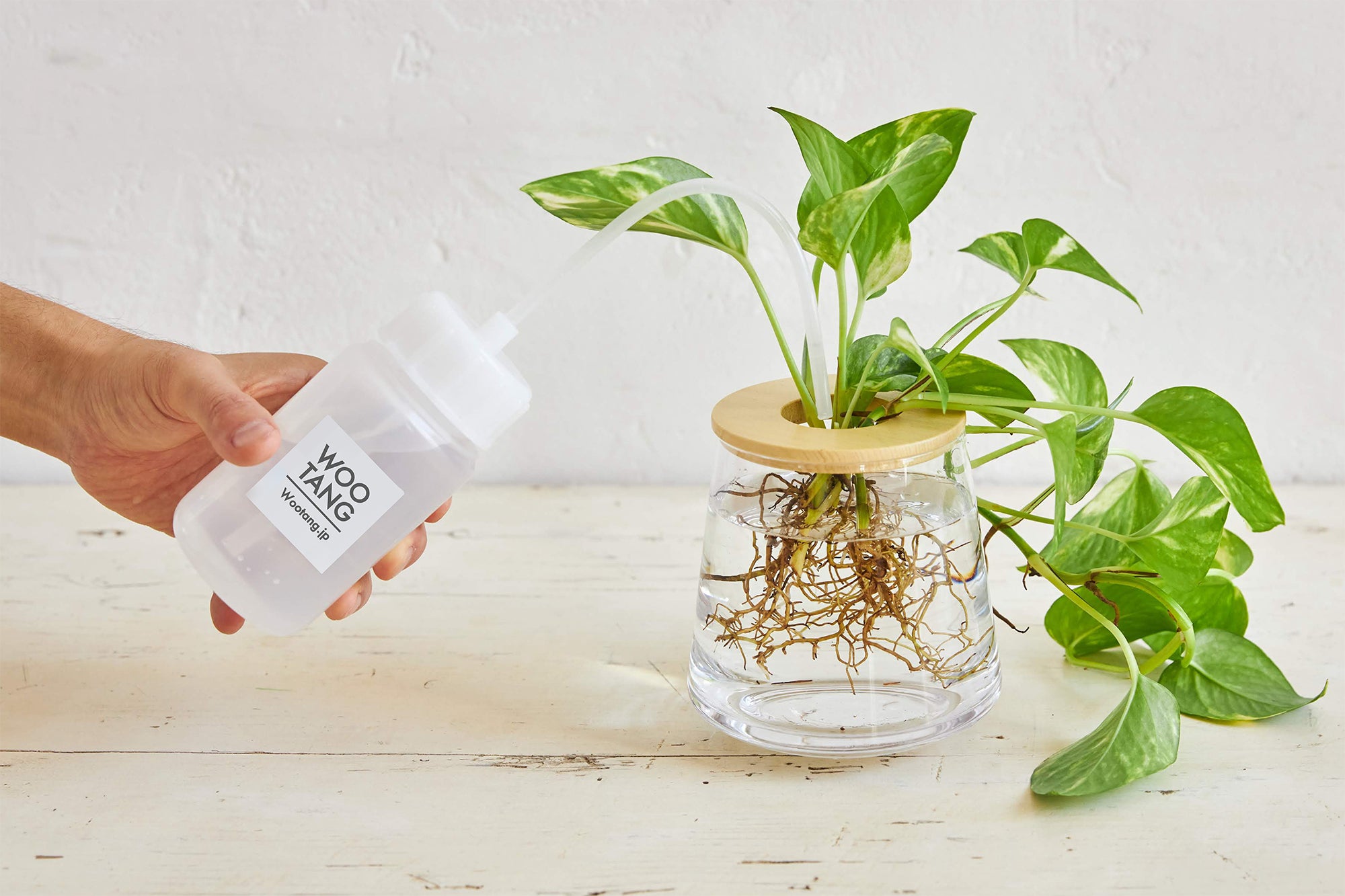 WOOTANGの水耕栽培の観葉植物に水やりをしている様子
