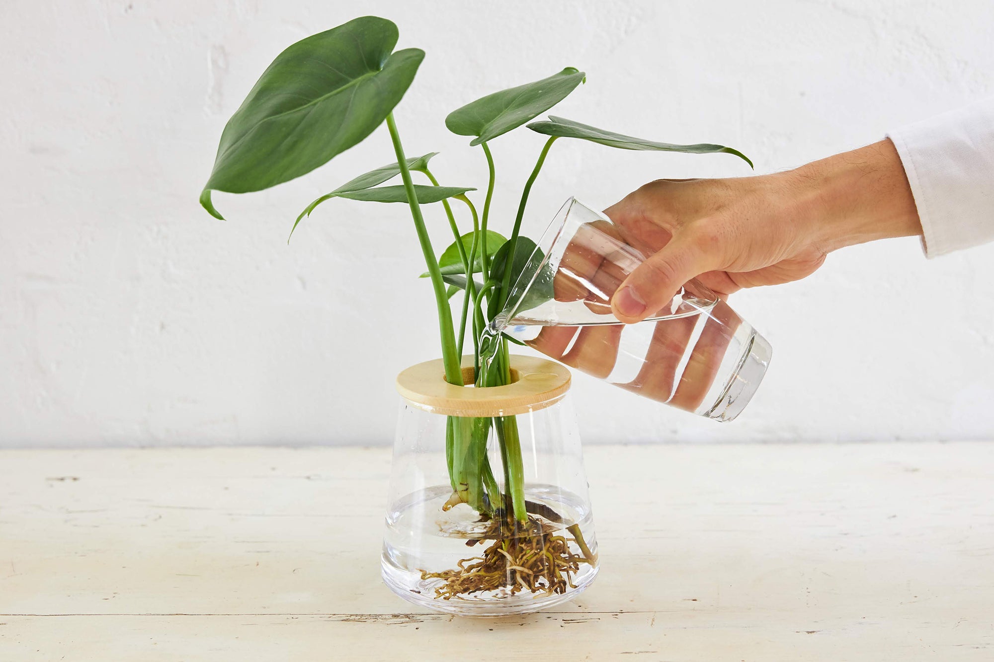 WOOTANGの水耕栽培の観葉植物に水やりをしている様子