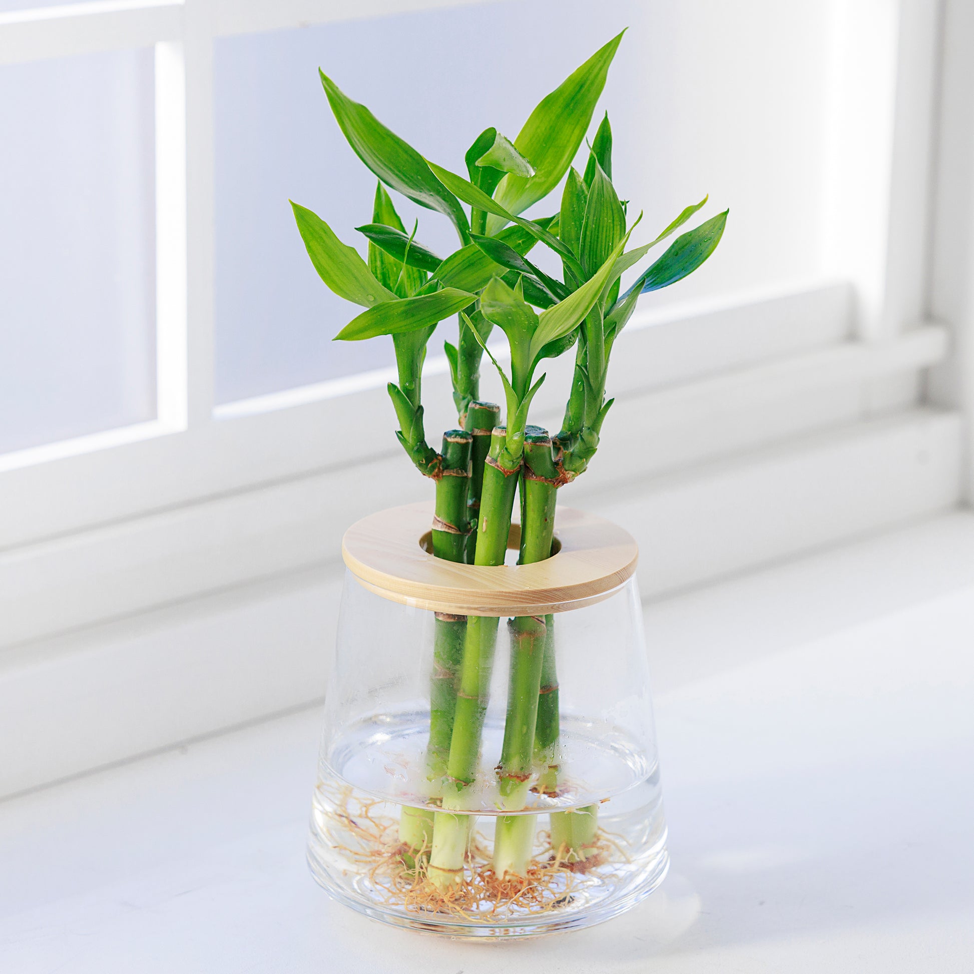 ミリオンバンブー