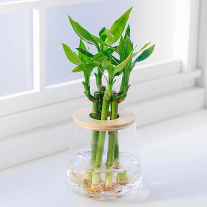 ミリオンバンブー