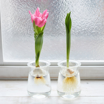 球根Vase（チューリップ球根付き）