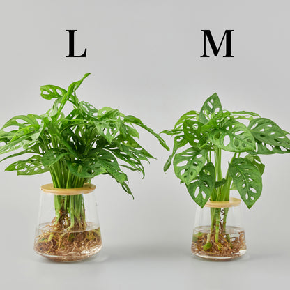 マドカズラの水耕栽培