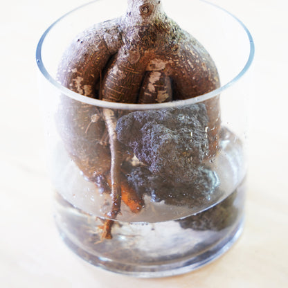 ガジュマル3L（1点もの）