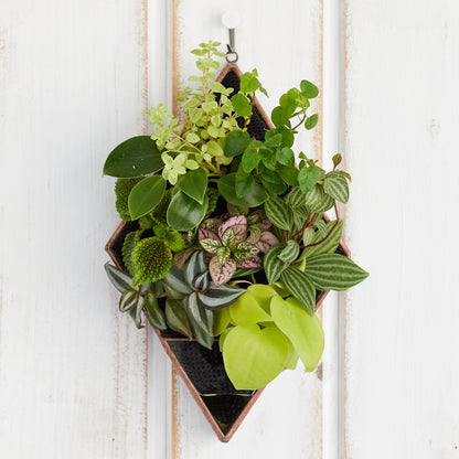 壁掛け植物（ダイヤモンド型）