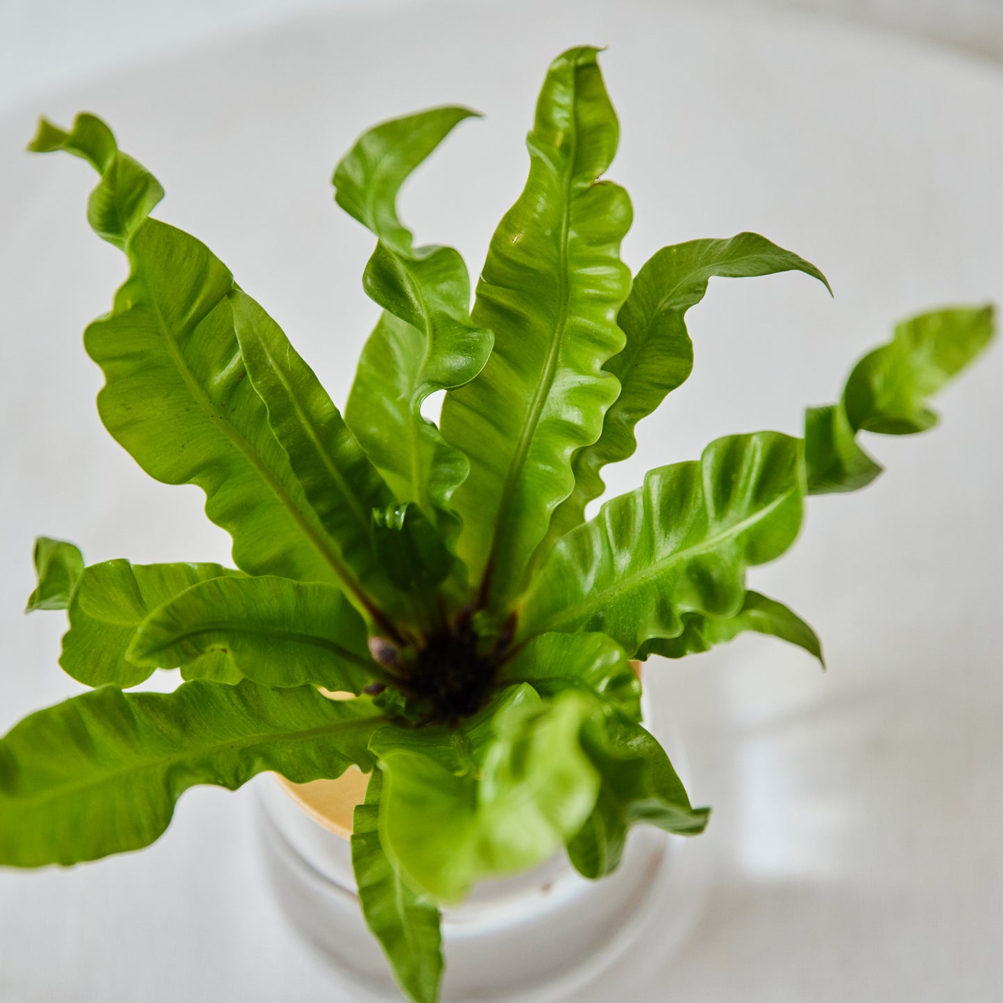 アスプレニウム（アビス）