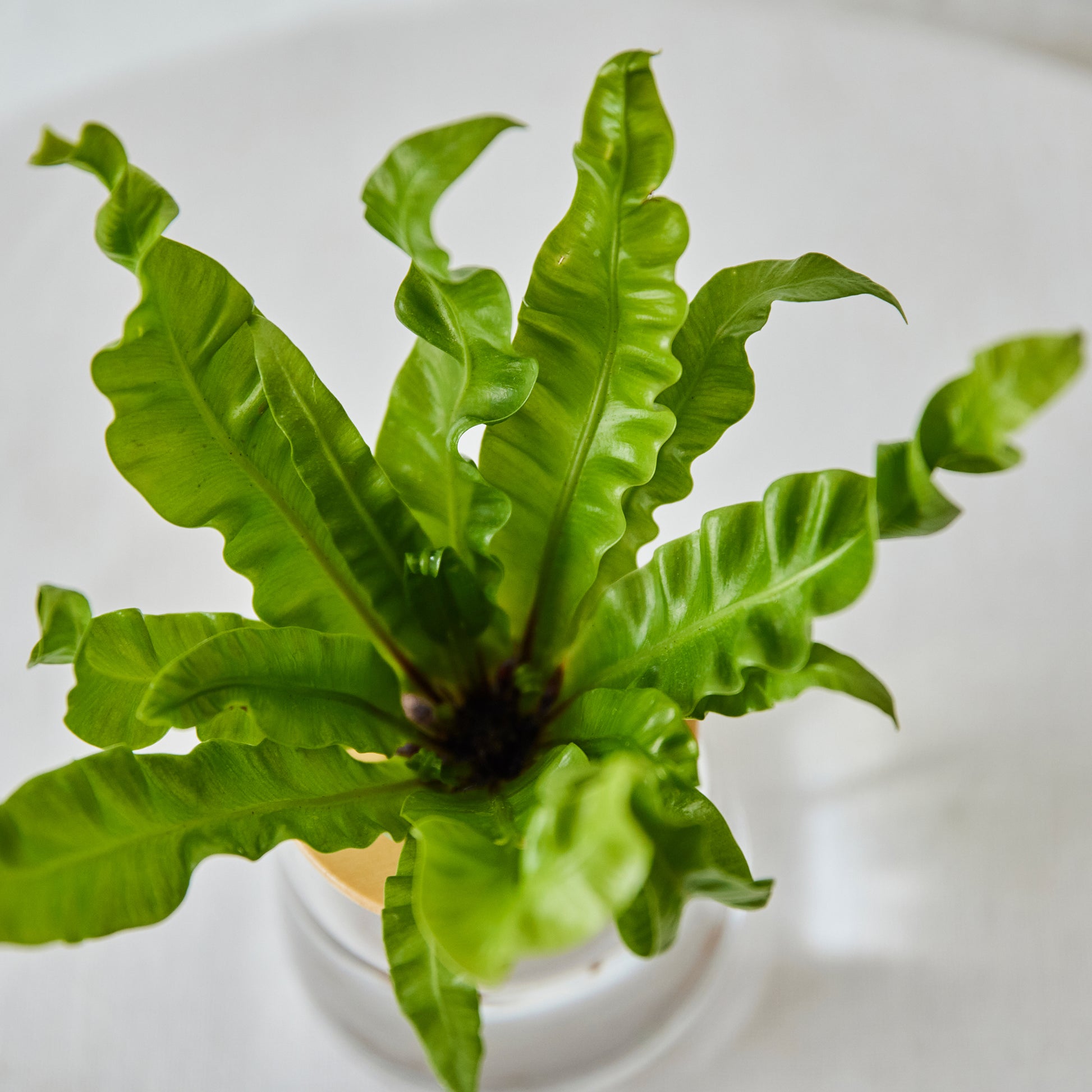 アスプレニウム（アビス）