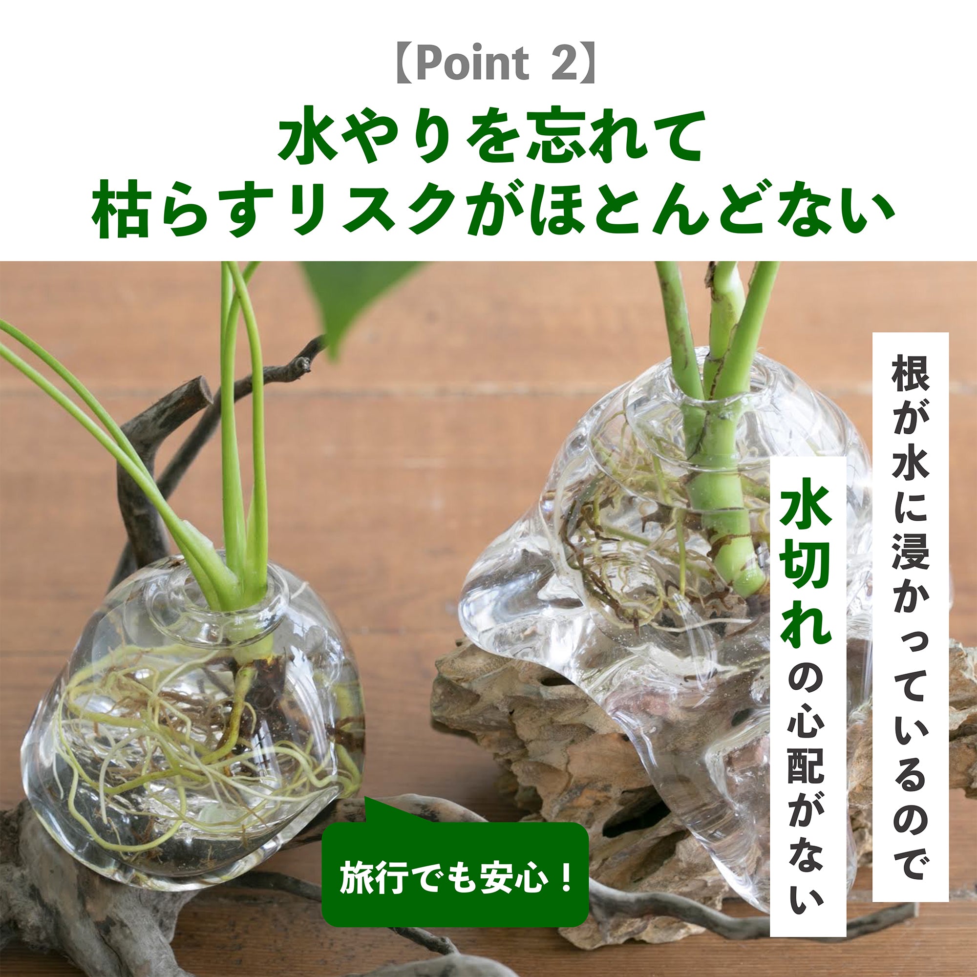 観葉植物の水耕栽培